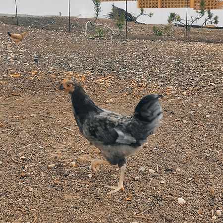Fuerteventura Casa Tikuna La Oliva Luaran gambar