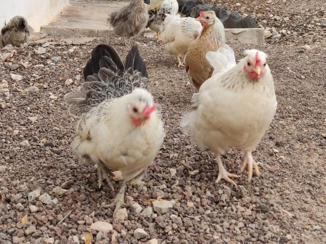 Fuerteventura Casa Tikuna La Oliva Luaran gambar